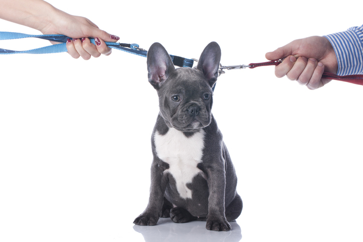 Photo for Pet Parenting Time? Yes, It Is a Thing!